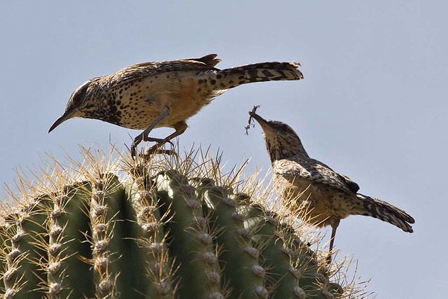 The Birds of Phoenix