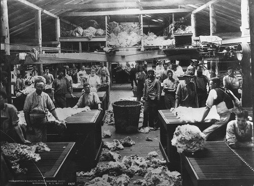 Woolsorting and classing at the shearing sheds, Burrawong, New South Wales | by Powerhouse Museum Collection