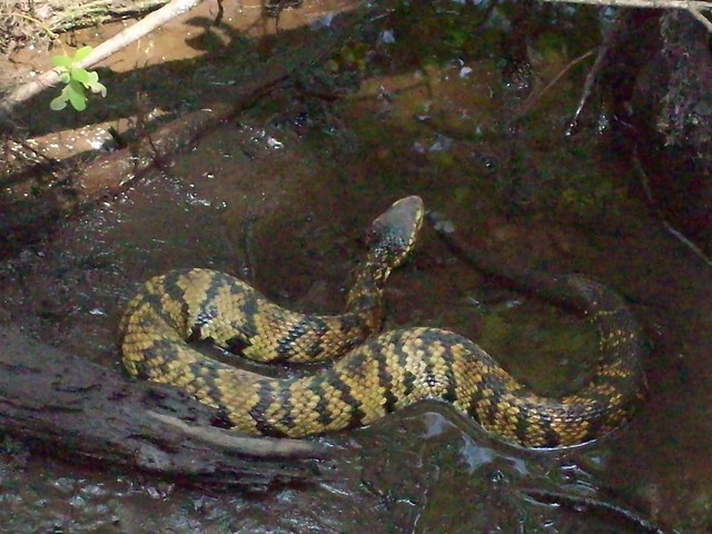 Cottonmouth, Water Moccasin