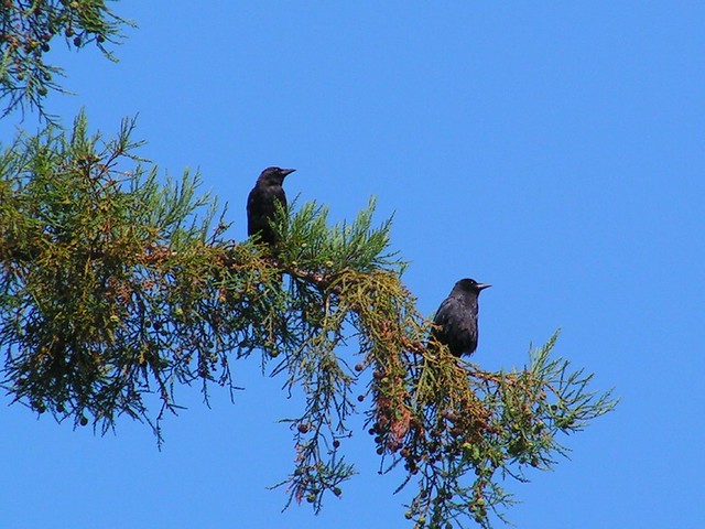Palo Alto Crows