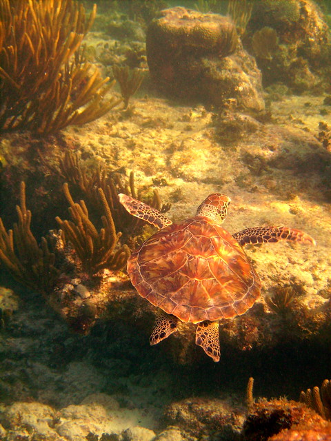 Juvenile Sea Turtle