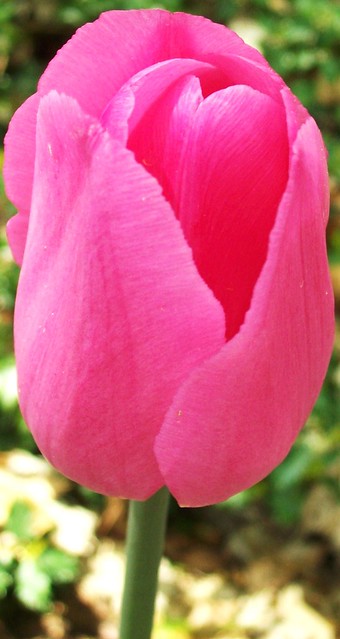 A Lovely Tulip