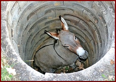 donkeyrescue | by bleety
