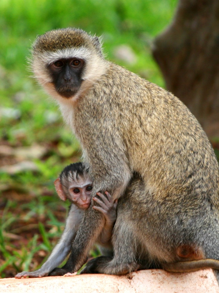 Vervet monkey with baby | Baby can't resist taking a peak at… | Flickr