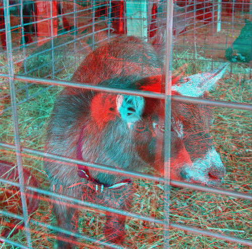 animal stereoscopic stereophoto 3d kid goat anaglyph iowa siouxcity anaglyphs redcyan 3dimages 3dphoto 3dphotos 3dpictures siouxcityia stereopicture