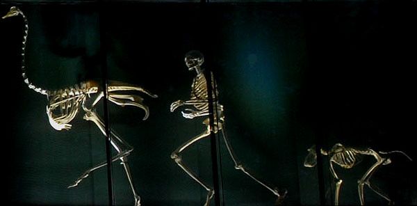 Mur des squelettes : autruche, humain, babouin