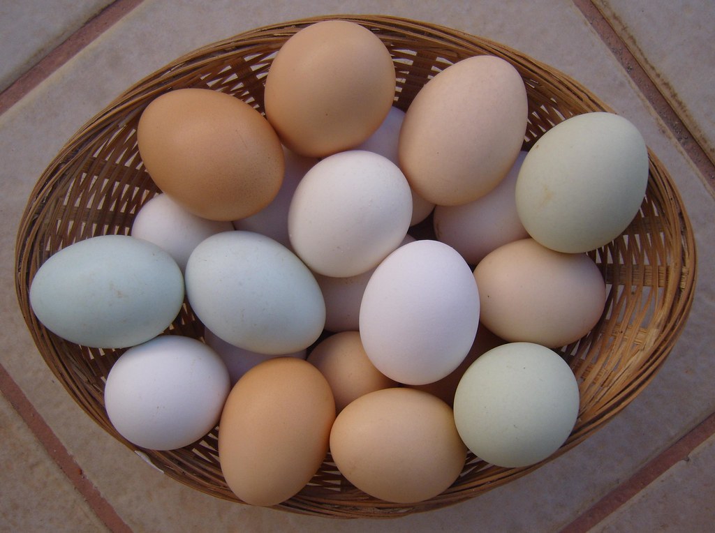Купить продать яйцо