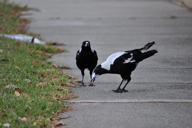 Magpies have a snack