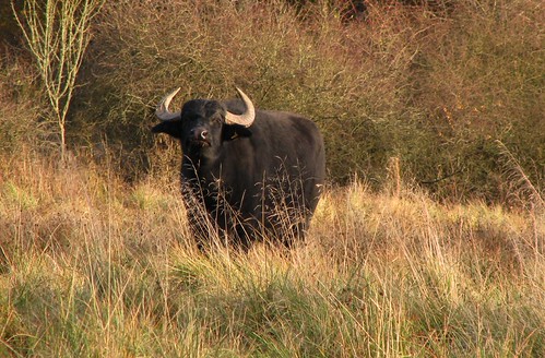 Water Buffalo........ | by Deeryme