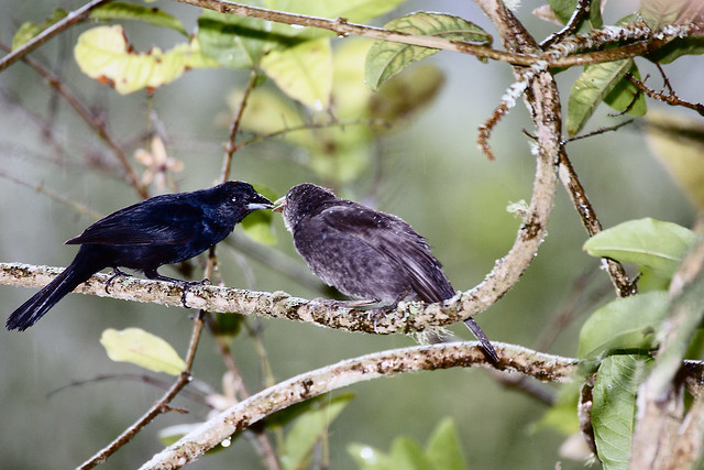 Tiê-preto macro alimentando um filhote