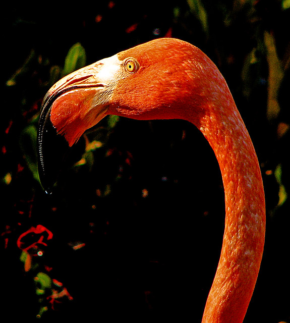 Caribbean Flamingo, Seaworld, Orlando Florida