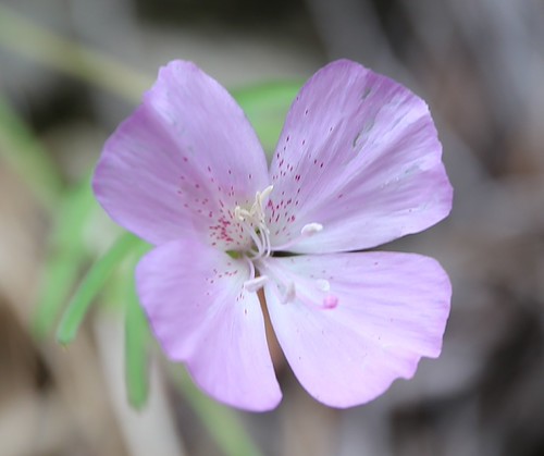 Wild Flower | by hmxxyy