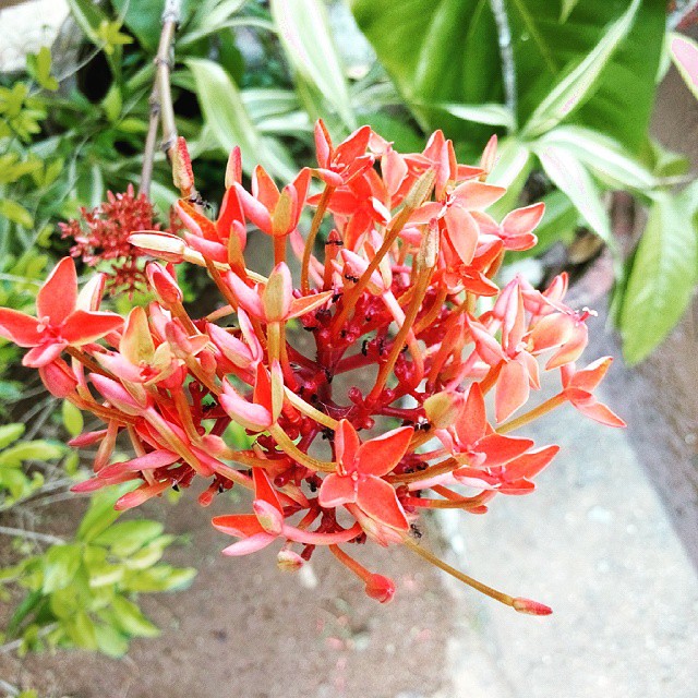 #red #green #flowers #flower #nature #picoftheday #SunLight  #SriLanka