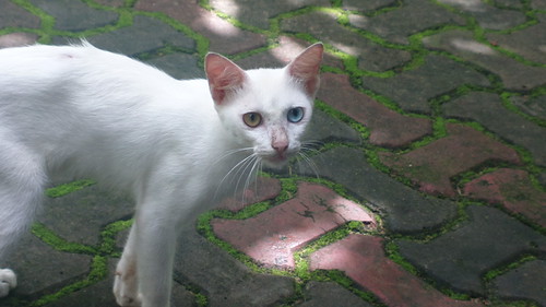 Odd-eyed Cat | by gokulkaripath