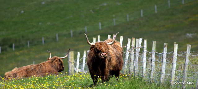 Highland Cows on the Croft