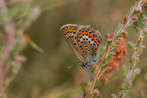 Silver-Studded blue (Plebejus argus) - female | by markhortonphotography