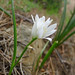 Flickr photo 'Drooping Star of Bethlehem. Ornithogalum nutans' by: gailhampshire.