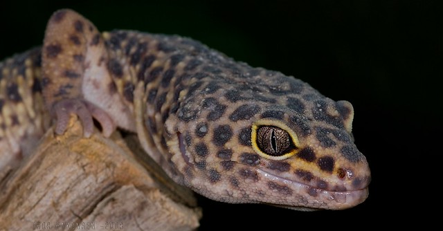 Leopard gecko