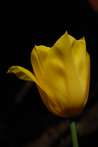 my tulip