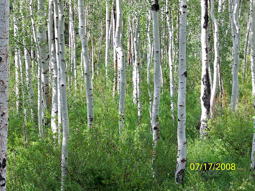 trees white mountains green weather project daylight utah duck meadow trails sunny 4wd quad clear riding aspens atv aspen muddy 2wd polaris wx quads duckcreek quakingaspen ohv tossmeanote