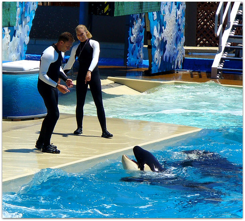 Orcas and Trainers at Sea World in San Diego, California | by Melbie Toast