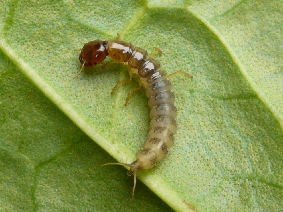 Rove Beetle Larva Liz Henwood Flickr rove-beetle-larva-liz-henwood-flickr