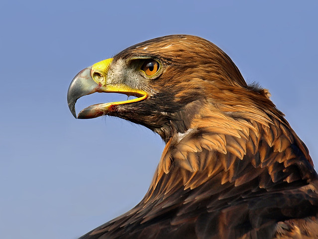 Orel skalní - Golden Eagle