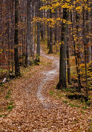 trees ontario color macro fall landscape leaf colours path ground 100mm hiltonfalls 50d