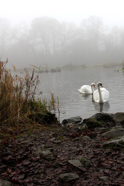Swans at Castleconnell