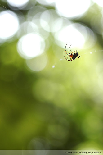 charlotte's web by Ms_evinrude