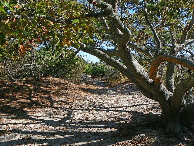 Trail on Assateague Island, Md