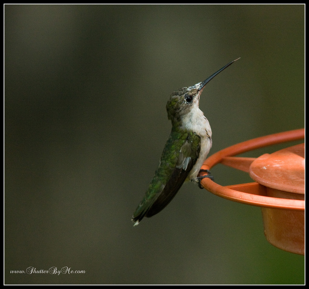 Hummer | Whoohoo! Finally a hummer at my feeder | Lana Trussell | Flickr