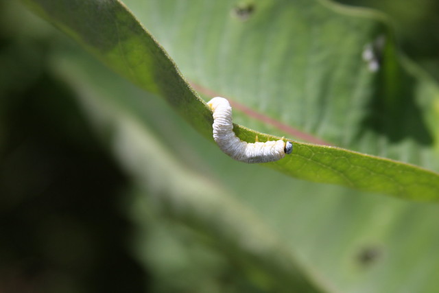 Another white caterpillar...