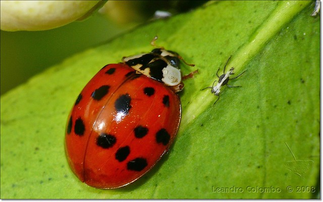 San Antonio / Ladybug