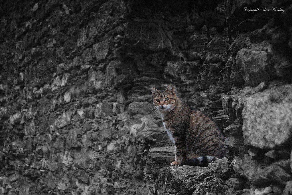 An other cat in the wall by beluga 7