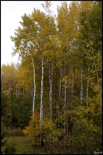 autumn trees canada fall yellow gold bc terrace north birch