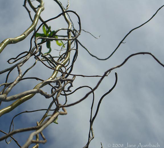 curly willow (Salix matsudana `Tortuosa')