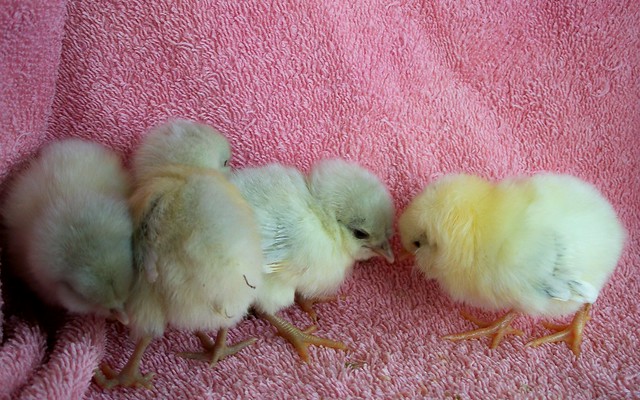 Chickens, Blues & Wheaton Amereraucana Bantam chicks.  www.TheBigWRanch.com