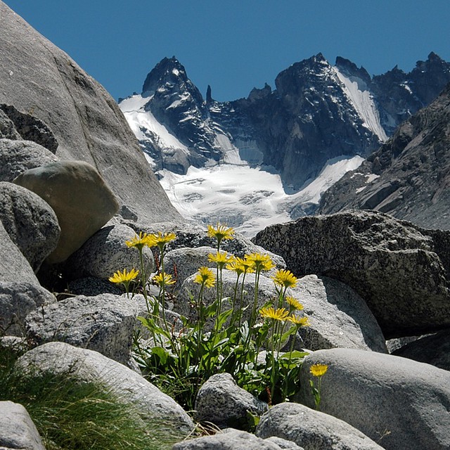 d0805047a | Zottige Gemswurz (Doronicum clusii), hinten die Berge der Torrone-Gruppe mit Torrone Orientale (3333 m), Ago del Torrone (3233 m) und Torrone Occidentale (3351 m). Bergeller Alpen / Graubünden, 24.07.2008