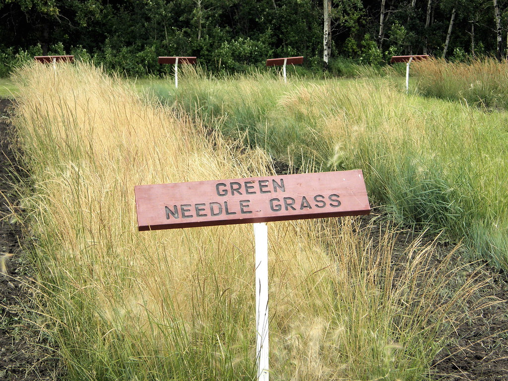 Green Needle Grass | jollyroger05 | Flickr