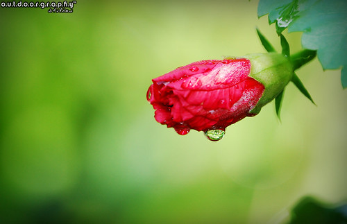 Outdoorgraphy™: Hibiscus after Rain by Sir Mart Outdoorgraphy™