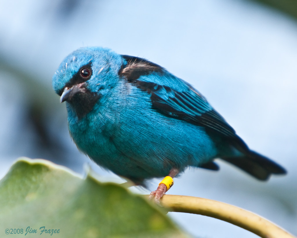 Blue Dacnis (male) by Jim Frazee