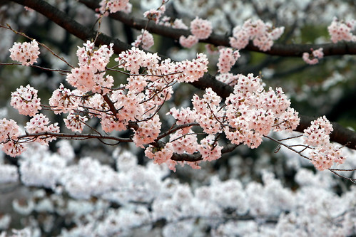 cherry blossoms by innusa