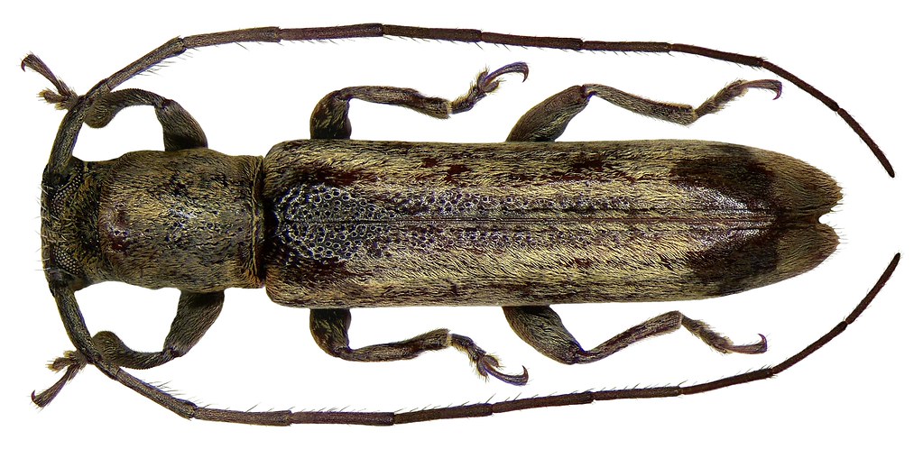 Dolichepilysta mindanaonis Breuning, 1966