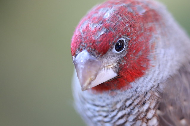 Red-headed finch in the hand