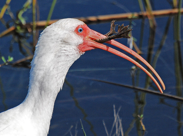 ibis eating frog 4