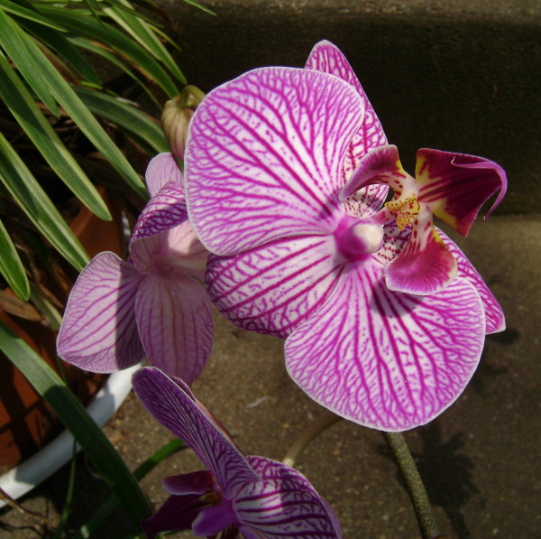 My New Orchid