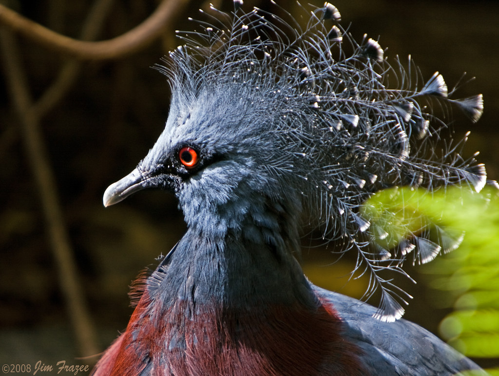 Male Victoria Crowned Pigeon by Jim Frazee