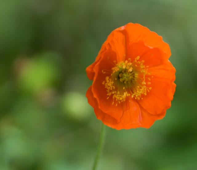 orange bloosom | imagesociety | Flickr