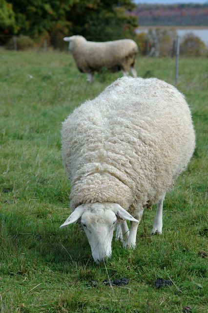 Lanark sheep - 12